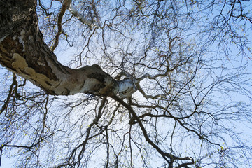 Fototapeta na wymiar view in the treetop of a bare old birch tree