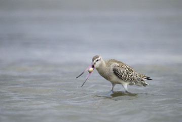 貝を飲み込むオオソリハシシギ