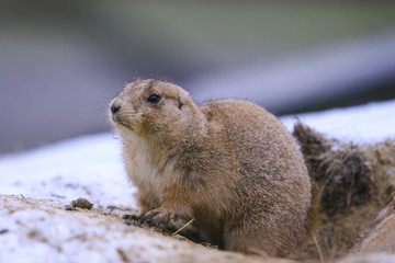 Prairiehondje in de sneeuw.