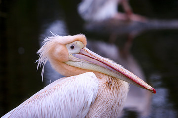 Portret roze pelikaan.