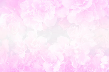 sweet color pink flower