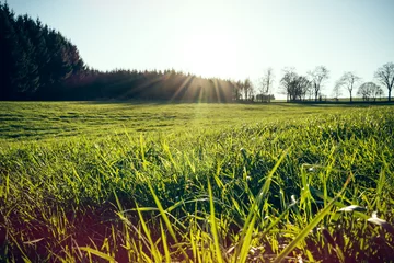 Foto auf Acrylglas Meadow in morning light © funkenzauber
