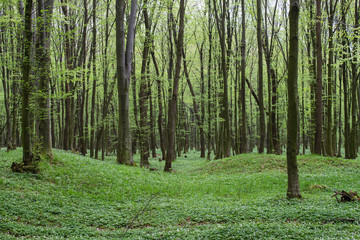 lane path in green spring forest full of white flowers landscape