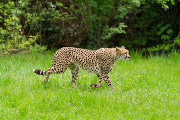 Fototapeta na wymiar portrait cheetah (Acinonyx jubatus)