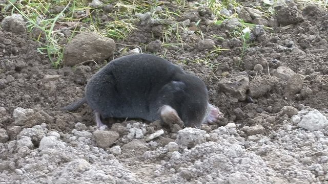 Mole looking hole in the ground