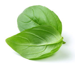 Fototapeta premium Basil