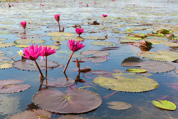 pink lotus in lotus swamp at 