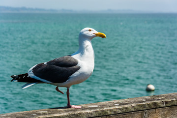 Seagull on the pier in Santa Cruz, California.
