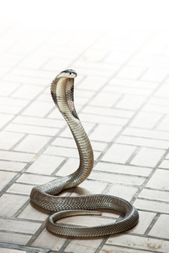 King Cobra snake is the world's longest venomous snake in the Snake farm show bangkok thailand