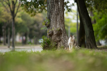 のらねこのいる風景