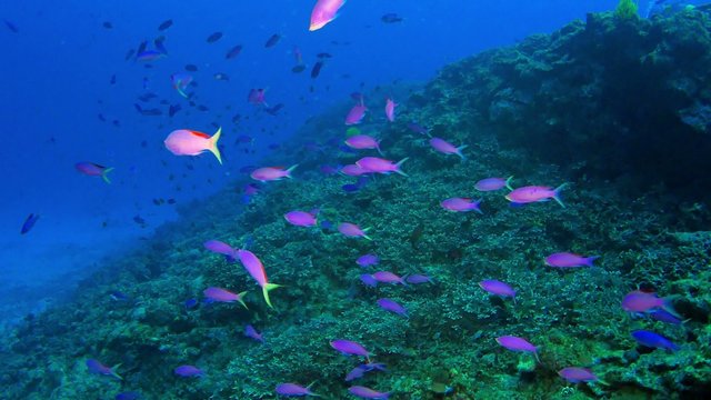 Kerama Islands coral and tropical fish in Okinawa, Japan.