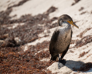 Double-crested Cormorant rests on the beach in Mexico