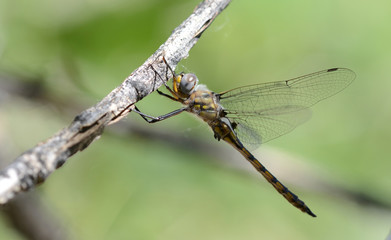 A Dot-winged Baskettail dragonfly rests on a branch in the after