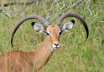A male impala rests in the sun on the plains of East Africa in U