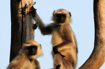 Northern Plains Gray Langurs rest in the beautiful afternoon sun