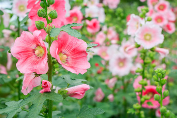 Rose of Sharon