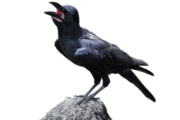 Black crow
