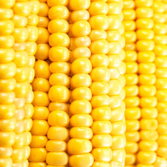 Corn