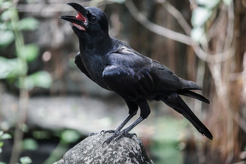 Black crow