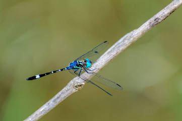 Libélula