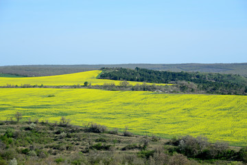 Rape on the field in summer