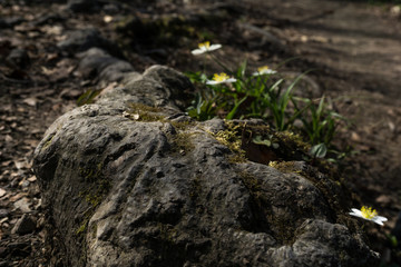 Root