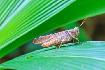 Grasshopper perching on a leaf