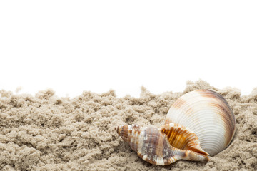 Scallop isolated on the white background.