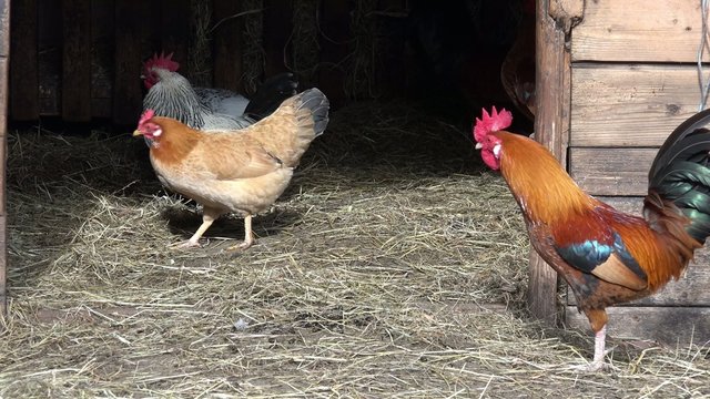 Hühner im und vor dem Stall