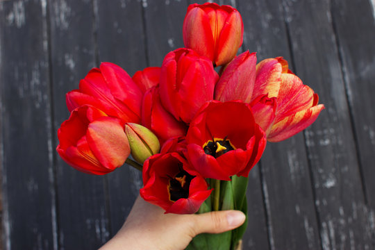 Bouquet of red tulips holding on hands