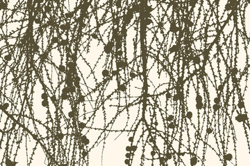 silhouettes of fir branches