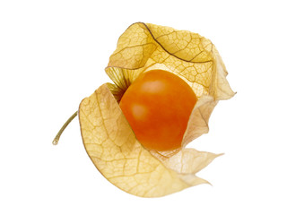 Vaporous physalis real macro on white background