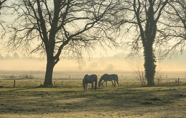 Pferde auf einer Wiese an einem nebligen Morgen auf dem Land.