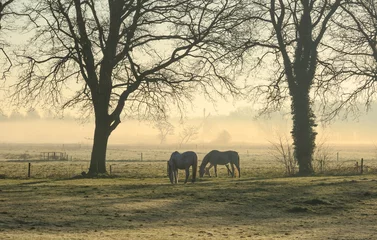 Abwaschbare Fototapete Pferde Pferde auf einer Wiese an einem nebligen Morgen auf dem Land.