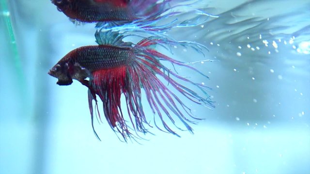 Colorful Betta Fish in Aquarium. Slow Motion Full HD 1080p