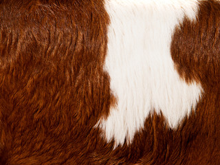 cow fur background (6)