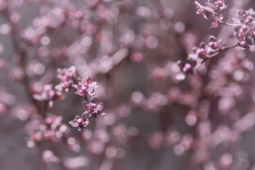 Frosted wild flowers in sunset at winter. purple background with