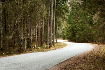 Obraz premium asphalt road in the forest