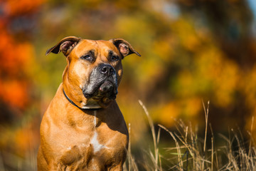 American Staffordshire Terrier