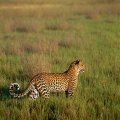 Obraz premium cheetah