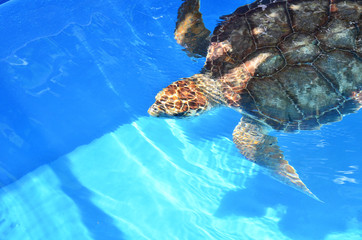 Obraz premium Tartaruga