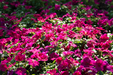 Purple Impatient flower