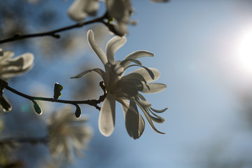 Magnolie