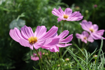 Cosmos flower