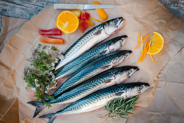mackerel