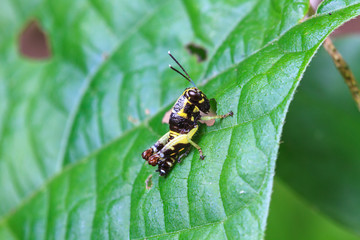 Grasshopper perching on a leaf