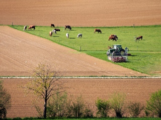Rinder auf der Weide
