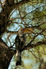 hornbill © gi0572