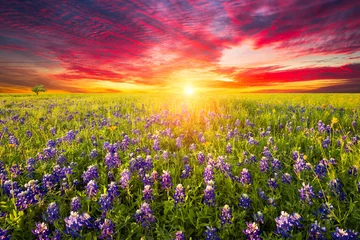 Rolgordijnen Texas Wilde Bloemen © dfikar