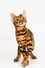 Bengal Cat